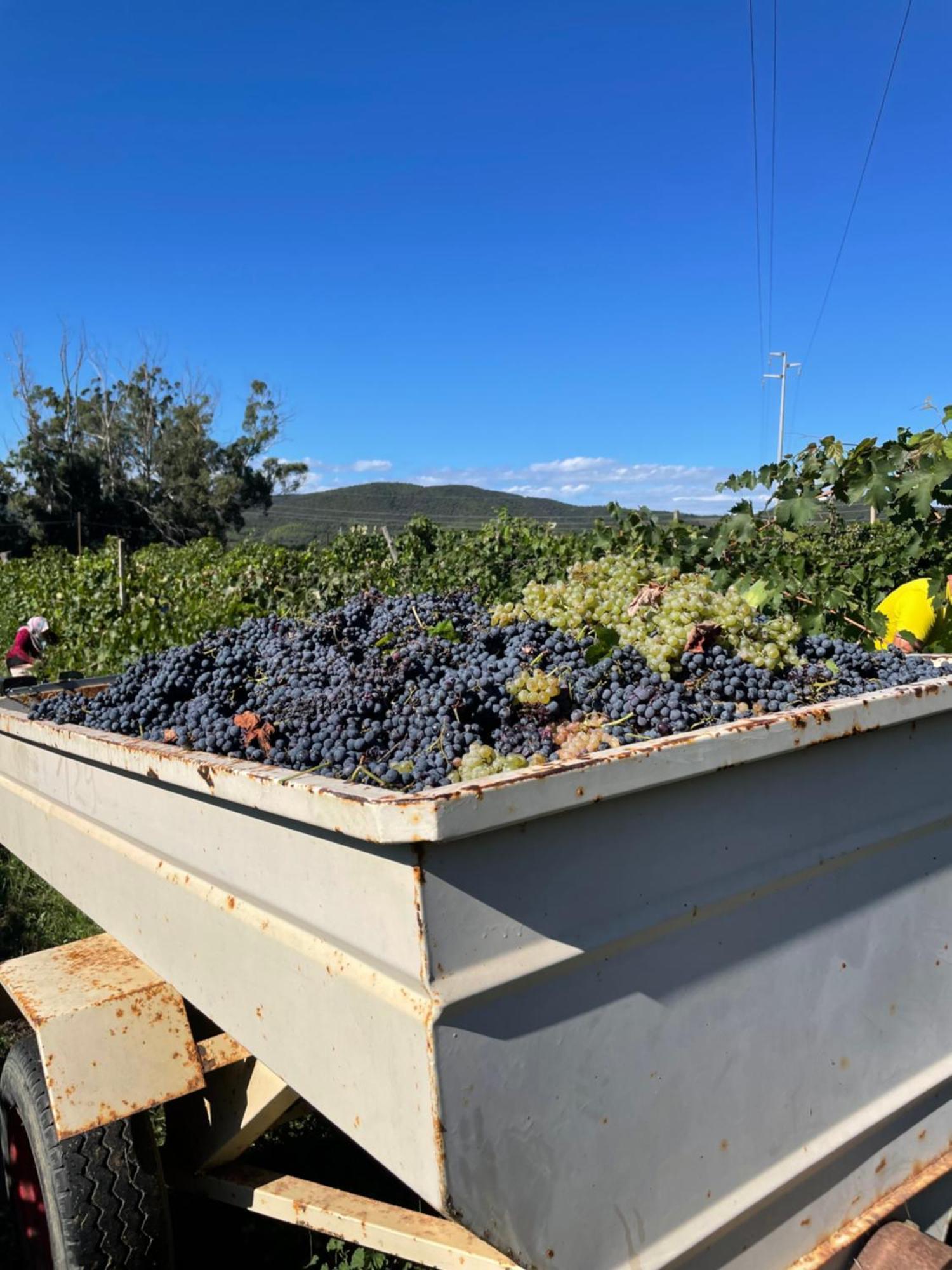 Agriturismo Podere Valdo Gavorrano Ngoại thất bức ảnh